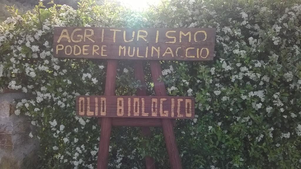 Agriturismo Podere Mulinaccio Ribolla Ngoại thất bức ảnh